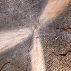 Neat pattern on the base of a fallen tree.