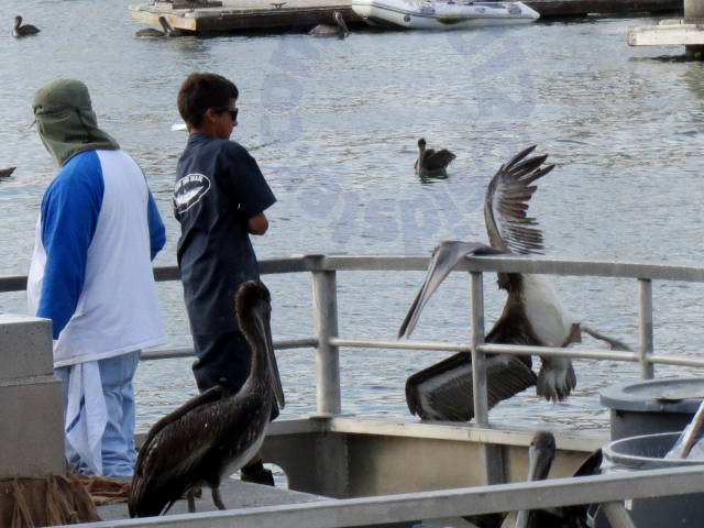 Pelican flung off the boat